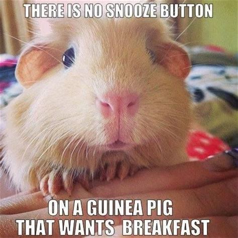 Funny Animal Pictures Of The Day - 20 Pics | Guinea pigs, Cute guinea ...