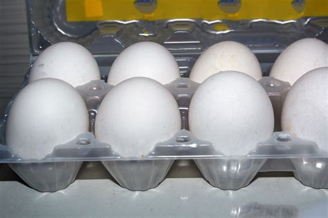 Tray Of Eggs Free Stock Photo - Public Domain Pictures