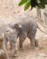 Baby Elephant’s In Melbourne Zoo | Herald Sun