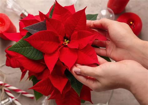 How to Keep your Christmas Poinsettia Alive | Houseplant Advice