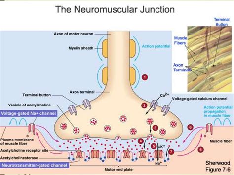 Physiology of the Neuromuscular Junction