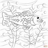 Largemouth Bass Coloring Page  Free Printable Coloring Pages sketch template