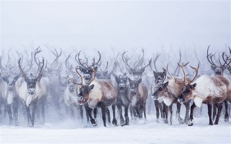 Mass Migration of Reindeer Herd, Canada Photo | One Big Photo