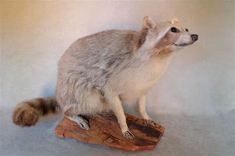 Racoon Dry-preserved - Procyon lotor - 37×30×50 cm - Catawiki