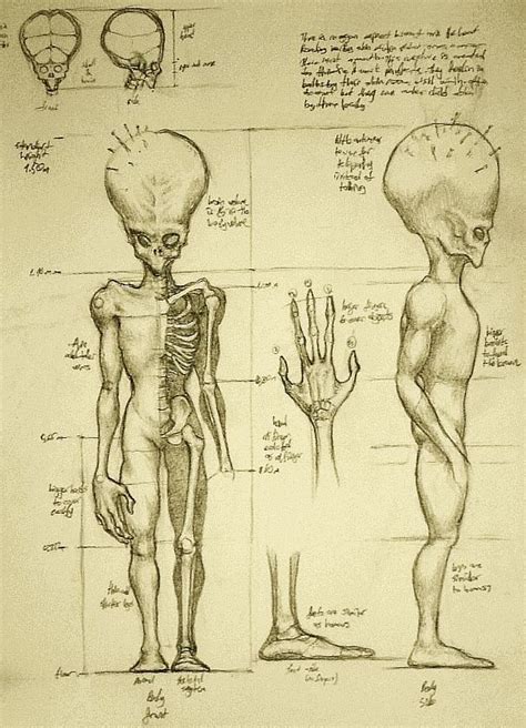 future human evolution theories - Recherche Google | Human evolution ...