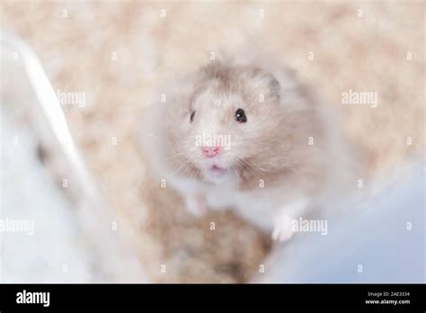 Long hair hamster hi-res stock photography and images - Alamy