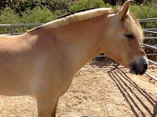 Norwegian Fjord Horse - Equus caballus | The horse was in on… | Flickr