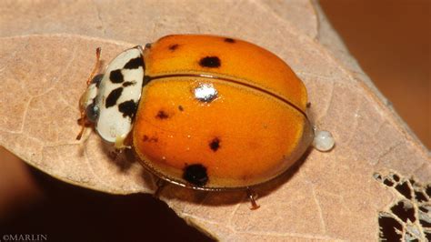 Ladybugs - Family Coccinellidae - North American Insects & Spiders