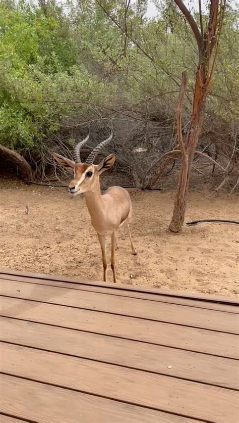 Feeding an Arabian Oryx some fruit at Al Maha, Dubai desert : r/aww