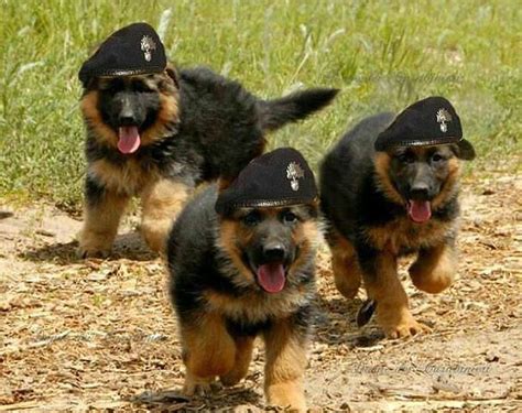 144 best German Shepherd Cops images on Pinterest | German shepherd puppies, German shepherd ...