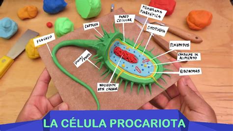 Aprender a hacer la Célula Procariota en plastilina paso a paso - YouTube