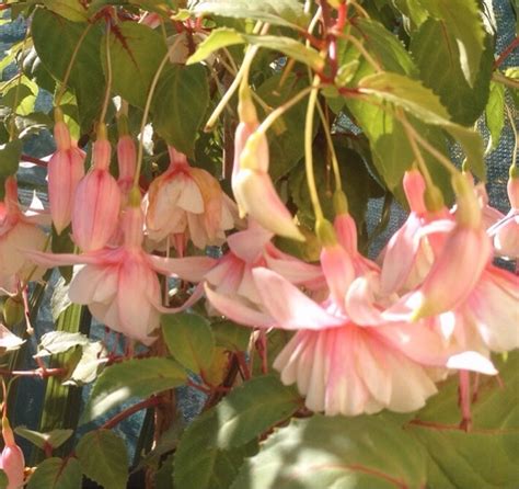 Plants for 2016 - Fuchsia propagation