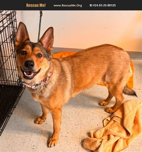 ADOPT 24032500125 ~ German Shepherd Rescue ~ Salt Lake City, UT