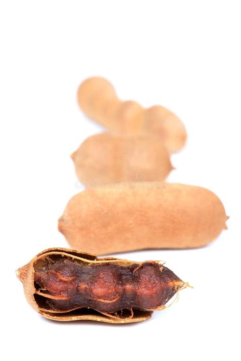 Tamarind Pods in its Tree stock image. Image of elongated - 9238853