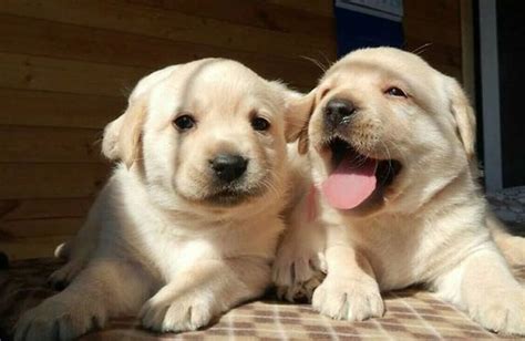 115 Brother and Sister Dog Names | The Paws | Dog names, Cute puppy ...