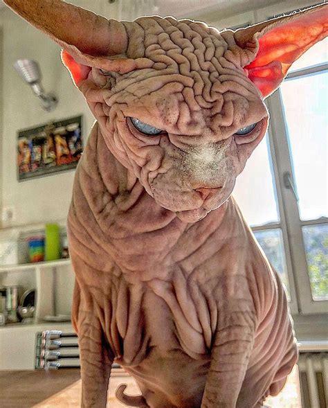 Extra-Wrinkly Sphynx Kitty Called 'the World's Scariest Cat' Is ...