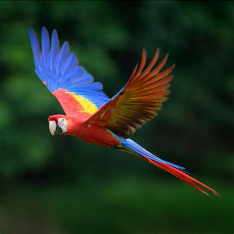 Scarlet Macaw • Facts • Rainforest Animals | Rainforest animals, Amazon ...