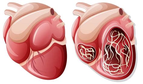 Heartworm Disease in Cats - Cat-World