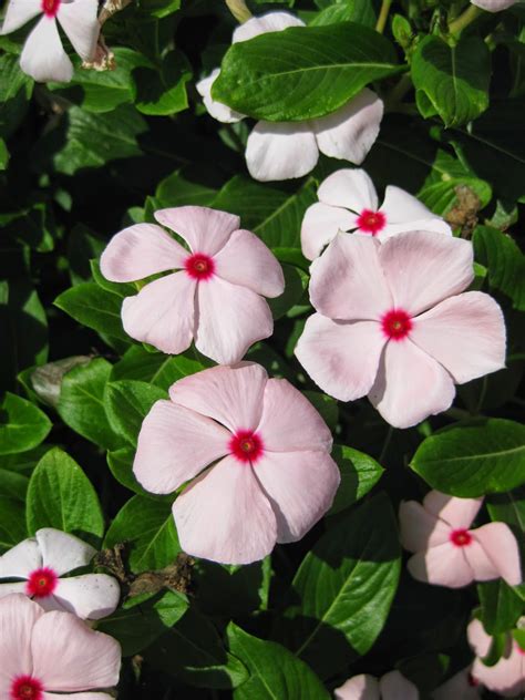 Rotary Botanical Gardens - Hort Blog: Annual Vinca (Catharanthus roseus)