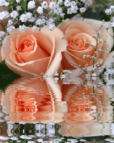 Peach Rose Water GIF - Peach Rose Water - Discover & Share GIFs Roses Gif, Flowers Gif ...