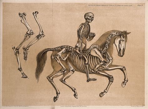 Horse Skeleton Drawing