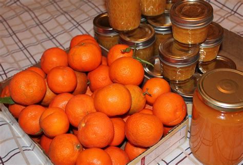 Tangerine Marmalade | Tangerine marmalade recipes, Marmalade, Tangerine juice
