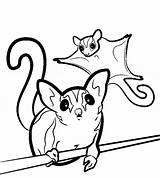 Sugar Glider coloring Page  Animals Town color Sheet sketch template