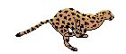 Running Cheetah,animated - Cheetah Icon (9444804) - Fanpop