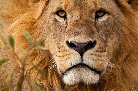 Le lion, seigneur incontesté de la savane africaine | ICI Explora