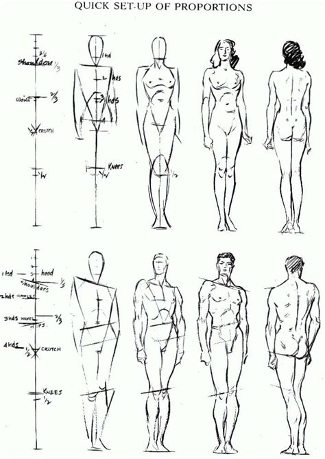 proportions figure drawing Archives - How to Draw Step by Step Drawing Tutorials