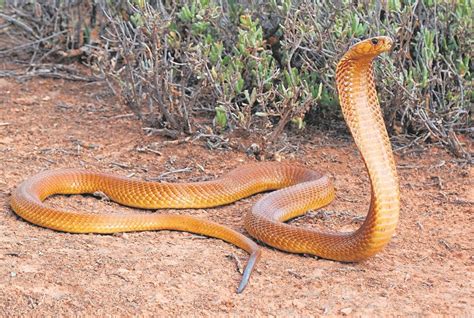 Cape Cobra – Facts, Size, Habitat, Pictures