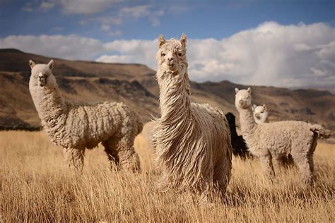 What Animals Live In The Andes Mountains? - WorldAtlas