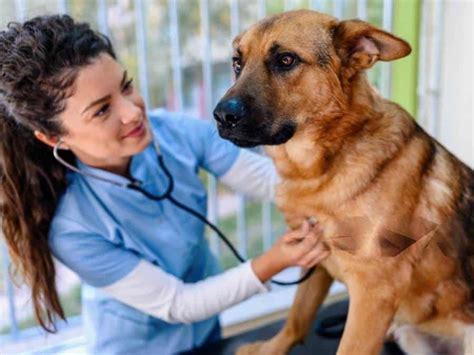 German Shepherd Food Allergies: Symptoms & Treatments