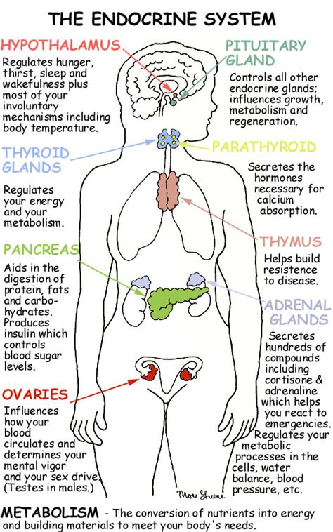 Endocrine System Diagram for Understanding Hormones from ...