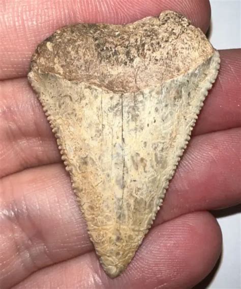 LARGE FOSSIL CHILEAN GREAT WHITE SHARK TOOTH 1.782 INCHES Megalodon Era! $69.99 - PicClick