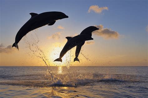 Dolphin Images