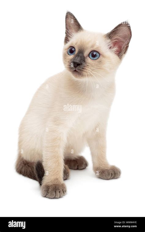 Small Siamese kitten isolated on white background Stock Photo - Alamy