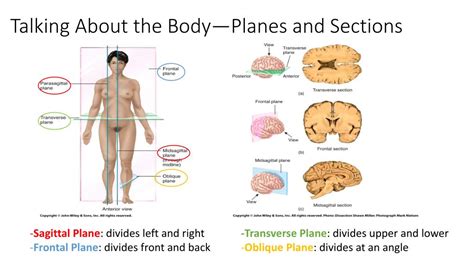 PPT - Organization of the Human Body PowerPoint Presentation, free download - ID:5593148