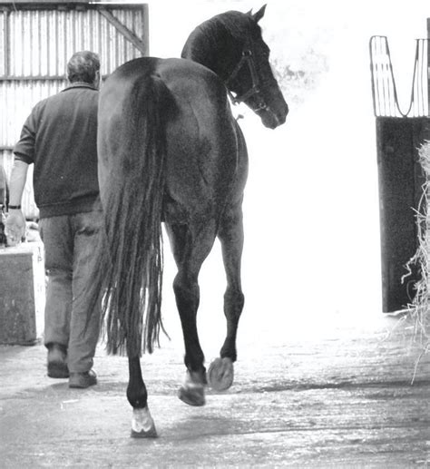 Ghareeb leading Irish sire in British Eventing rankings