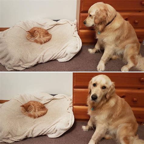 What happens when a cat discovers the dog's bed - aww post | Funny ...