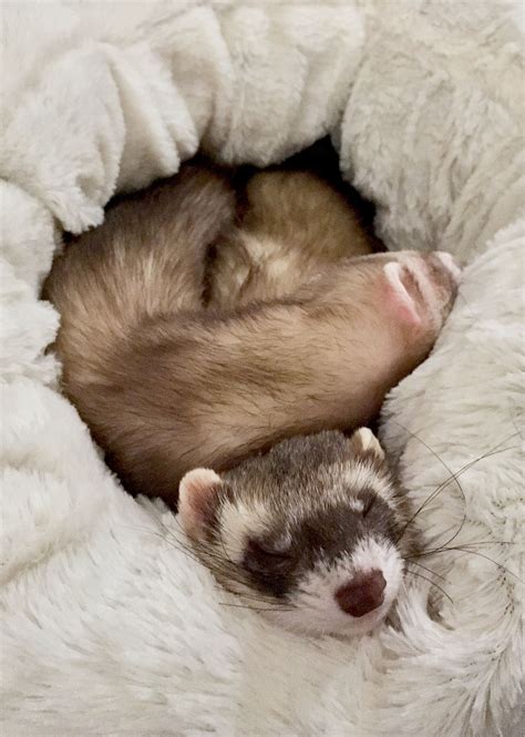 sleeping in a new bed :)) Cute Ferrets, Cute Dogs, Primates, Pet Ferret, Dream Baby, Fei ...