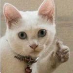 Cat thumbs up Meme Generator - Imgflip