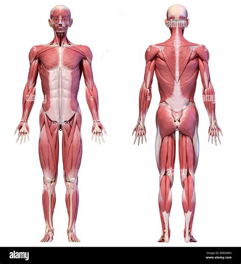 Muscles Labeled Front And Back / Pin By Mylleny On Estudos Human Muscle ...