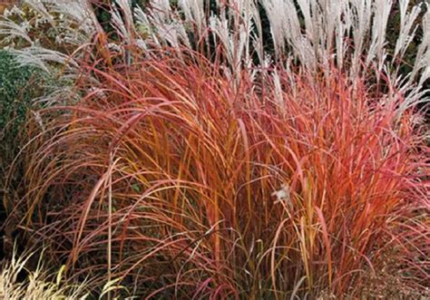 The Complete Guide for Little Miss Dwarf Maiden Grass (Miscanthus ...