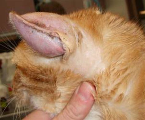 Albums 91+ Pictures Pictures Of Ear Hematomas In Cats Completed