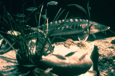 shortnose sturgeon (Acipenser brevirostrum)