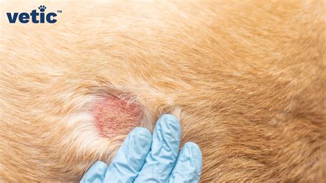 The Common Fungal Infection in Dogs in India