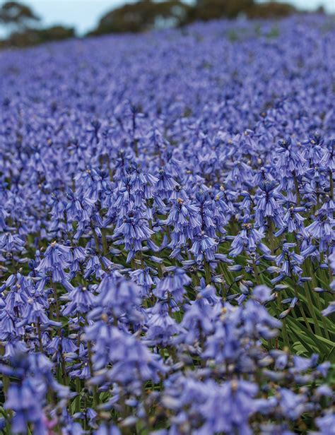 Bluebells Blue - Tesselaar