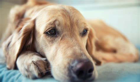 Gallbladder Diseases in Dogs | PetCoach