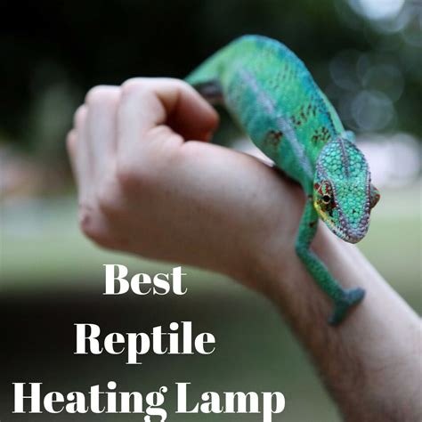 Best Reptile Heating Lamp | Reptiles pet, Reptiles, Reptile heat lamp